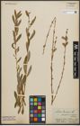 Foto von Salix purpurea L. x Salix repens L.
